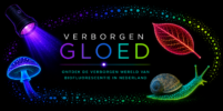 logo verborgen gloed