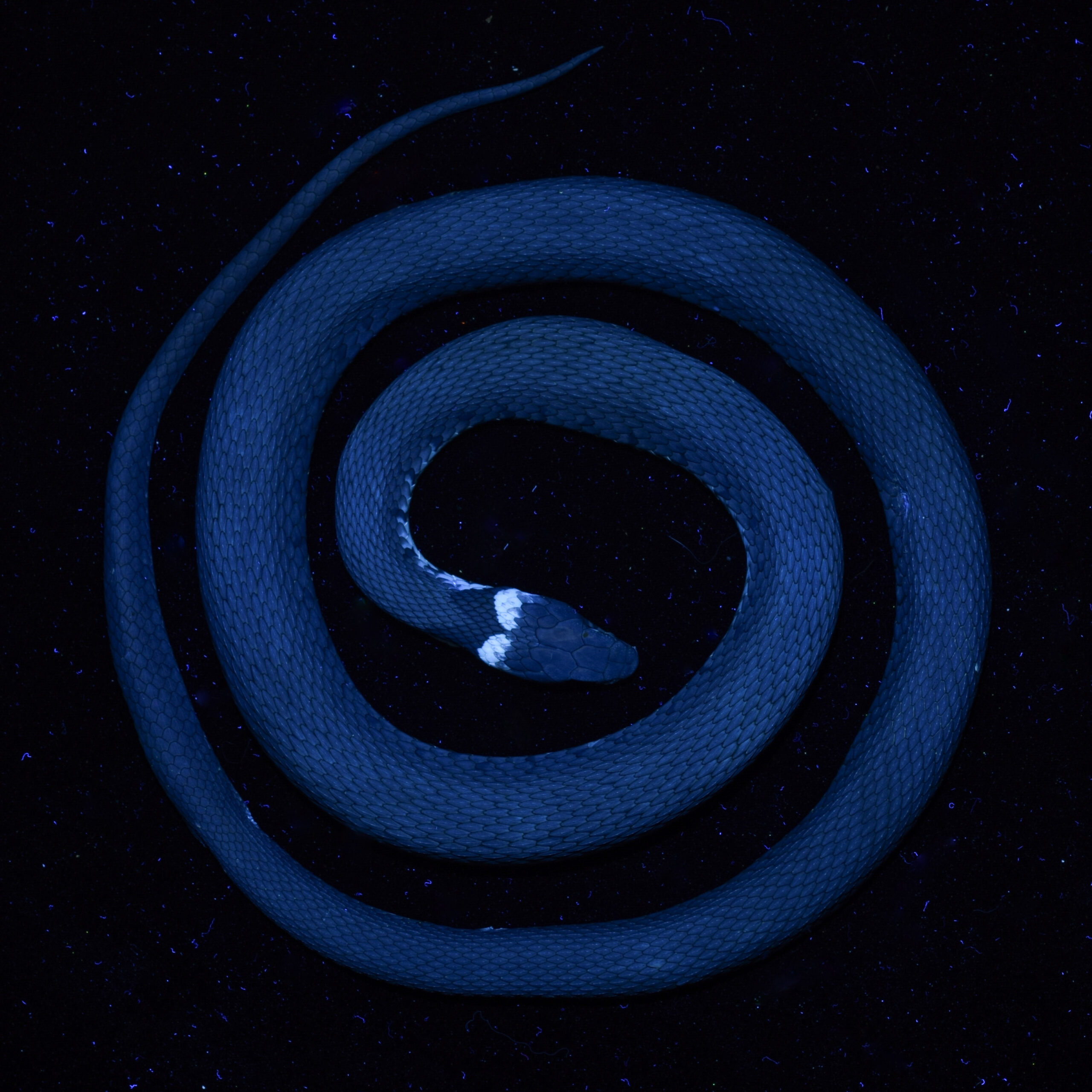 ringslang resultaat